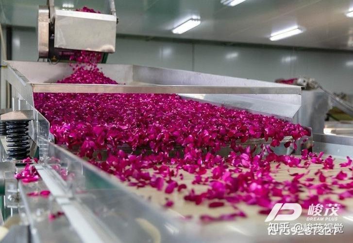 鲜玫瑰花瓣色选机 科技赋能下的玫瑰精深加工新篇章